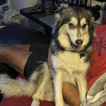 Rescue Siberian Husky Dogs for Adoption in La Motte, Iowa - Piper | PetCurious