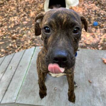 Rescue Plott Hound Dogs for Adoption in Sunderland, Maryland - Ziggy | PetCurious