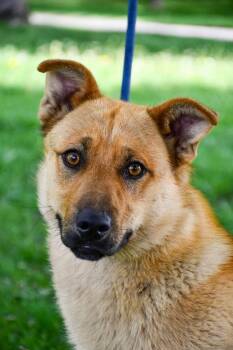 Cardigan Welsh Corgi and German Shepherd Dog Dogs Available for Adoption in Yakima, Washington - Marcus | PetCurious