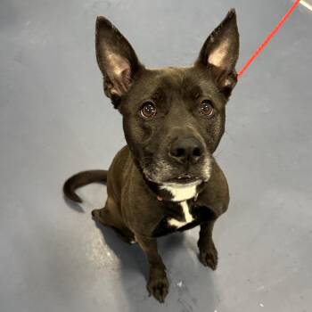 Mixed Breed Dogs Available for Adoption - Squish | PetCurious