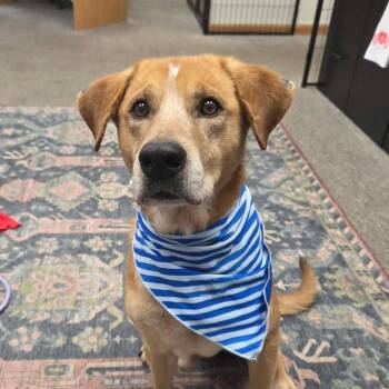 Labrador Retriever and Retriever Dogs Available for Adoption - Rylo The Retriever Mix | PetCurious