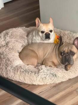 French Bulldog -  French Bulldog Dog for Adoption in Palm Coast, Florida - French Bulldog | PetCurious