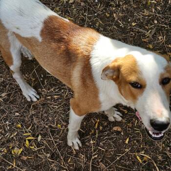 Rescue Mixed Breed Dogs for Adoption in Austin, Texas - Cake Pup | PetCurious