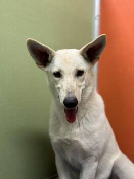 Spirit -  Shepherd and Mixed Breed Dog for Adoption in Visalia, California - Spirit | PetCurious