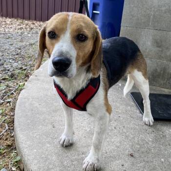 Beagle Dogs Available for Adoption in Hackett, Arkansas - Bruster | PetCurious