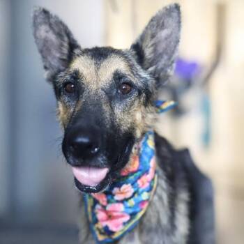 SKYE -  German Shepherd Dog Dog for Adoption in San Antonio, Texas - SKYE | PetCurious