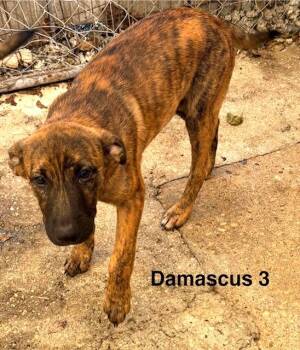 Rescue Labrador Retriever Dogs for Adoption in Zimmerman, Minnesota - Cocoa | PetCurious