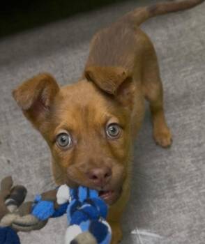 Mixed Breed Dogs Available for Adoption in Osseo, Michigan - Queso | PetCurious