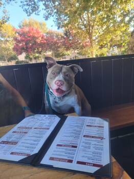 Chonk -  Pit Bull Terrier and American Bully Dog for Adoption in Claremont, California - Chonk | PetCurious