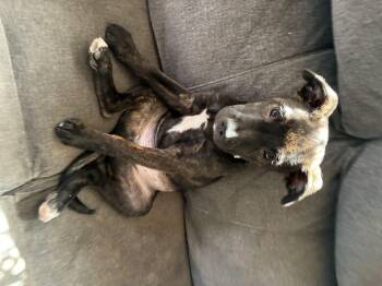 Terrier Dogs Available for Adoption in Berlin, New Jersey - Woody | PetCurious