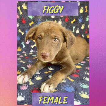 Figgy -  Labrador Retriever Dog for Adoption in Manchester, Connecticut - Figgy | PetCurious