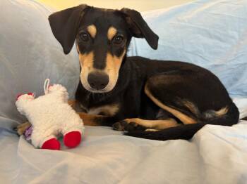 Ace -  Mixed Breed Dog for Adoption in Richmond, Virginia - Ace | PetCurious