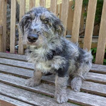 Dash -  Poodle and Scottish Terrier Dog for Adoption in Rochester, Minnesota - Dash | PetCurious