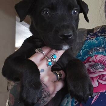 Rescue Australian Kelpie Dogs for Adoption in Phoenix, Arizona - Tilly | PetCurious