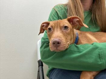 Buttercup -  Mixed Breed Dog for Adoption in Newberg, Oregon - Buttercup | PetCurious