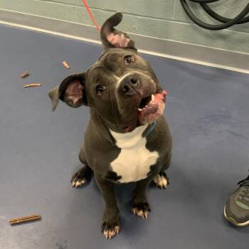 Pit Bull Terrier Dogs Available for Adoption in Greensboro, North Carolina - Ham Sandwich | PetCurious