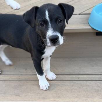 Pee Wee -  Terrier Dog for Adoption in Sunnyvale, California - Pee Wee | PetCurious