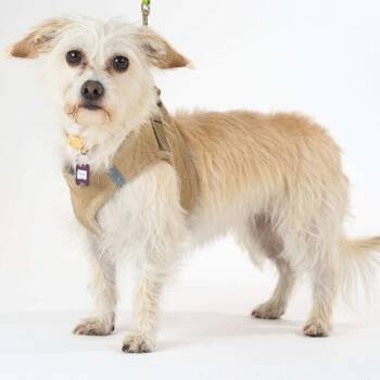 Summer Vibes 14130 -  Terrier Dog Available for Adoption in San Francisco, California - Summer Vibes 14130 | PetCurious