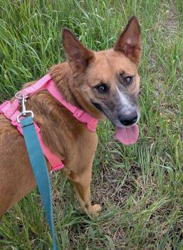 Australian Cattle Dog Blue Heeler Dogs Available for Adoption in Billings, Montana - Ann Chovy | PetCurious