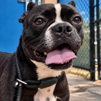Mishka -  Boston Terrier and Mixed Breed Dog for Adoption in Decatur, Alabama - Mishka | PetCurious