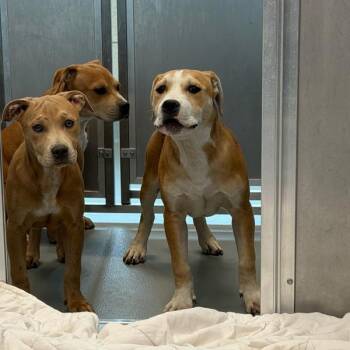 Terrier Dogs Available for Adoption in Des Moines, Iowa - Valencia | PetCurious