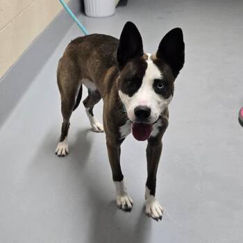 Pit Bull Terrier and Mixed Breed Dogs Available for Adoption in Concord, North Carolina - Kammi | PetCurious