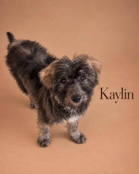 Kaylin -  Goldendoodle and Siberian Husky Dog for Adoption in Myrtle Beach, South Carolina - Kaylin | PetCurious