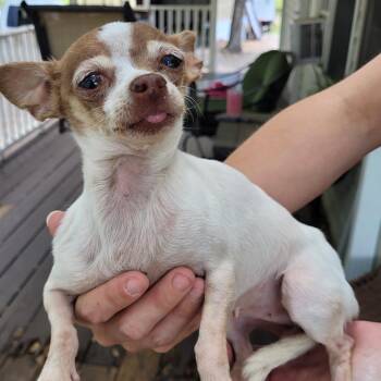 Chihuahua Dogs Available for Adoption - Louise | PetCurious