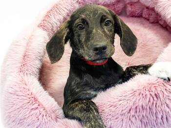 JAZZY -  Labrador Retriever and Mixed Breed Dog for Adoption in Fort Lauderdale, Florida - JAZZY | PetCurious