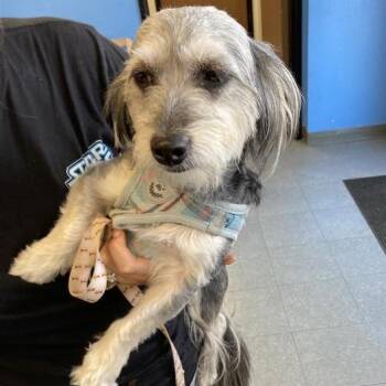 Suki -  Maltese and Shih Tzu Dog for Adoption in Long Beach, California - Suki | PetCurious