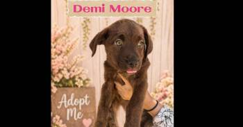 DEMI MOORE -  Labrador Retriever and American Staffordshire Terrier Dog for Adoption in Richmond, Texas - DEMI MOORE | PetCurious
