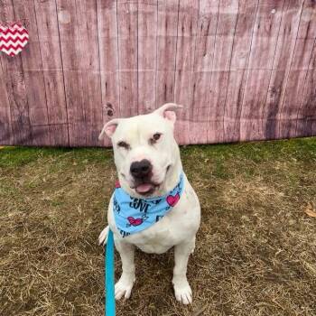 Simon -  Terrier and Mixed Breed Dog for Adoption in Mooresville, North Carolina - Simon | PetCurious