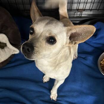 Mixed Breed Dogs Available for Adoption - Peanut | PetCurious