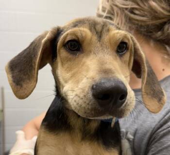 Labrador Retriever Dogs Available for Adoption in Golden, Colorado - Darcy | PetCurious