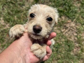 Chihuahua and Mixed Breed Dogs Available for Adoption in Lucedale, Mississippi - Cassady | PetCurious