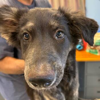 Crackle -  Mixed Breed Dog for Adoption in Redwood Valley, California - Crackle | PetCurious