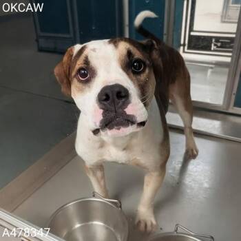 A478347 -  Pit Bull Terrier and Mixed Breed Dog for Adoption in Oklahoma City, Oklahoma - A478347 | PetCurious