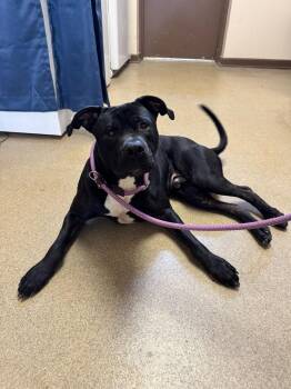 Mixed Breed Dogs Available for Adoption in Springfield, Ohio - Funnel Cake | PetCurious