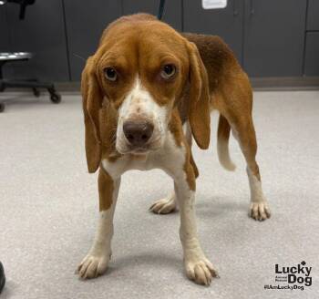Ginger -  Beagle Dog for Adoption in Washington, District Of Columbia - Ginger | PetCurious