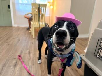 Boundy Gentle Girly -  Labrador Retriever and Border Collie Dog for Adoption in Friendswood, Texas - Boundy Gentle Girly | PetCurious