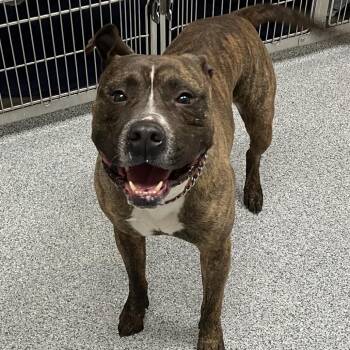 American Staffordshire Terrier Dogs Available for Adoption - Mongo | PetCurious