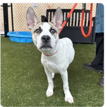 Maxx -  Shepherd and Carolina Dog Dog for Adoption - Maxx | PetCurious