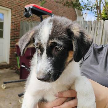 Emilio -  Australian Shepherd and Border Collie Dog for Adoption in Huntsville, Alabama - Emilio | PetCurious
