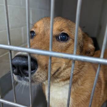 191323 LOOKING FOR OWNER -  Shepherd Dog for Adoption in Ravenna, Ohio - 191323 LOOKING FOR OWNER | PetCurious