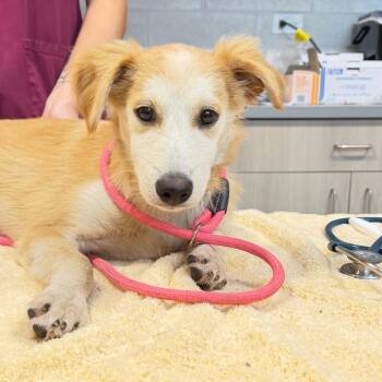 Robbin -  Mixed Breed Dog for Adoption in Englewood, Florida - Robbin | PetCurious