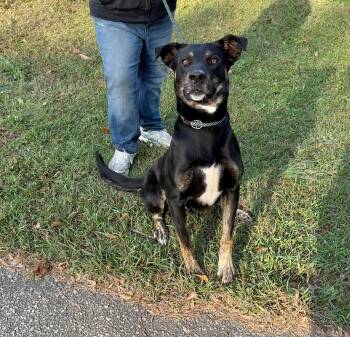 Mixed Breed Dogs Available for Adoption in Elizabethtown, North Carolina - Oatis | PetCurious