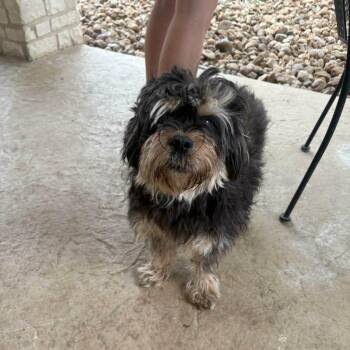 Shih Tzu Dogs Available for Adoption - Oso | PetCurious