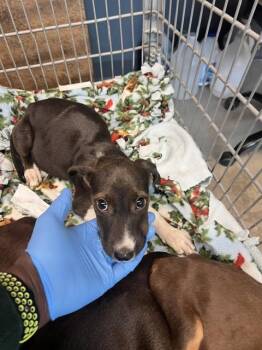 PUPPUCCINO -  Pit Bull Terrier and Mixed Breed Dog for Adoption in Tallahassee, Florida - PUPPUCCINO | PetCurious