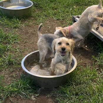 Dory -  Yorkshire Terrier Dog for Adoption in Lenexa, Kansas - Dory | PetCurious