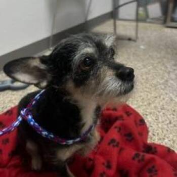 Dog 08/15/2026 -  Terrier and Mixed Breed Dog for Adoption in Bullhead City, Arizona - Dog 08/15/2026 | PetCurious